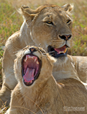 Oost-Afrikaanse Leeuw - Masai Lion - Panthera leo nubica