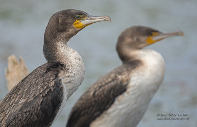 Witborst aalscholver - Whitebreasted cormorant - Phalacrocorax  lucidus