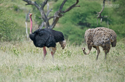 Struisvogel - Ostrich - Struthio camelus massaicus