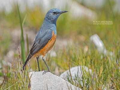 Langteenrotslijster - Sentinel Rock-Thrush - Monticola explorator