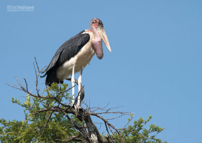 Afrikaanse Maraboe - Marabou Stork - Leptoptilos crumeniferus
