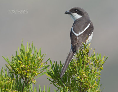 Zuidelijke Gekraagde Klauwier - Southern Fiscal - Lanius collaris