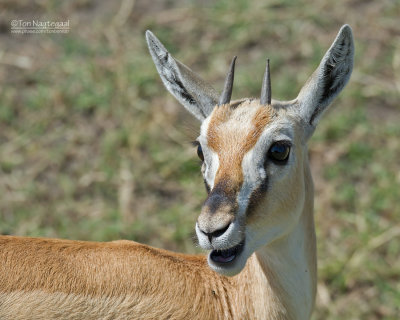 Thomson's Gazelle - Thomsons Gazelle - Eudorcas thomsonii