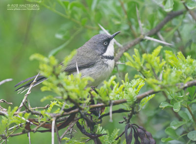 Halsbandapalis - Bar-throated Apalis - Apalis thoracica