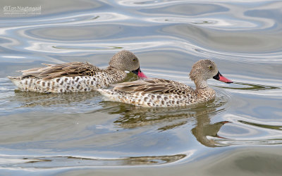 Kaapse taling - Cape Teal - Anas capensis 