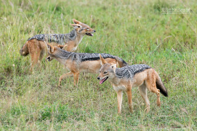 Zadeljakhals - Black-backed jackal - Canis mesomelas