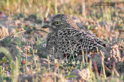 Kaapse Griel - Spotted Thick-knee - Burhinus capensis