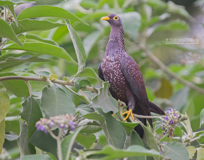 Olijfduif - African Olive-Pigeon - Columba arquatrix