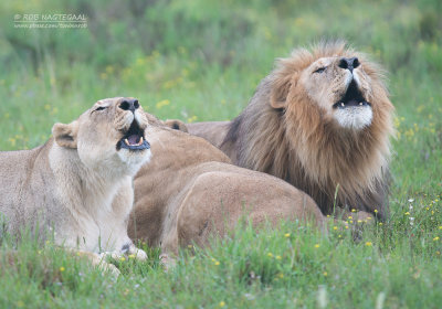 Transvaalse leeuw - Transvaal lion - Panthera leo krugeri