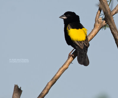 Fluweelwidavink - Yellow Bishop - Euplectes capensis