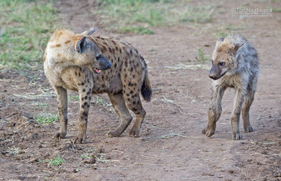 Gevlekte Hyena - Spotted Hyena - Crocuta crocuta