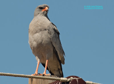 Zanghavik - Pale Chanting-Goshawk - Melierax canorus