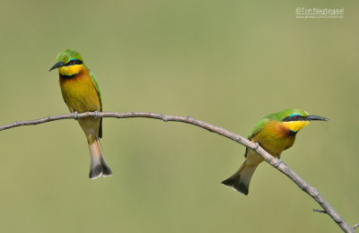 Dwerg bijeneter - Little bee-eater - Merops pusillus