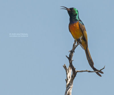 Oranjeborsthoningzuiger - Orange-breasted Sunbird - Anthobaphes violacea