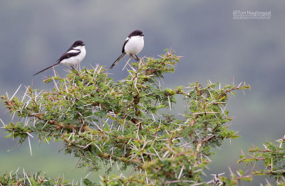 Noordelijke gekraagde klauwier - Northern fiscal -  Lanius humeralis