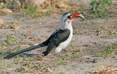 Deckentok - Von Der Deckens Hornbill - Tockus deckeni