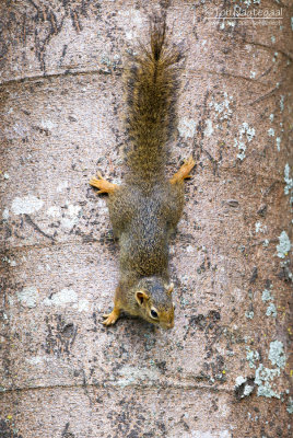 Okerkleurige Boseekhoorn - Ochre Bush Squirrel - Paraxerus ochraceus aruscensis