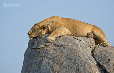 Oost-Afrikaanse Leeuw - Masai Lion - Panthera leo nubica