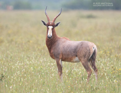 Blesbok - Blesbok - Damaliscus pygargus phillipsi