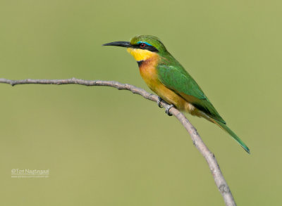 Dwerg bijeneter - Little bee-eater - Merops pusillus