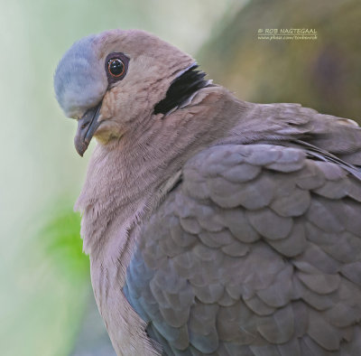 Roodoogtortel - Red-eyed Dove - Streptopelia semitorquata