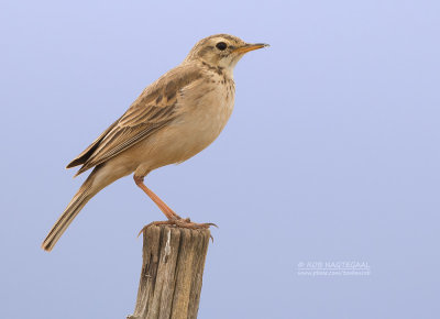 Kaneelpieper - African Pipit - Anthus cinnamomeus