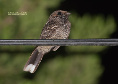 Roesthalsnachtzwaluw - Fiery-necked Nightjar - Caprimulgus pectoralis