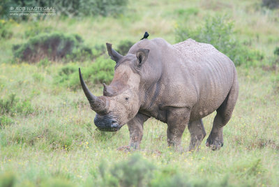 Witte neushoorn - White rhino - Ceratotherium simum