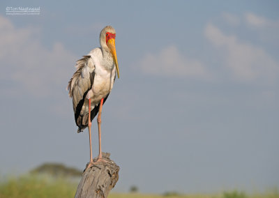 Afrikaanse nimmerzat  - Yellow-billed Stock - Mycteria ibis