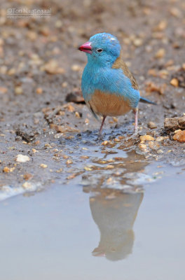 Blauwkopblauwfazantje - Blue-capped Cordon-blue - Uraeginthus cyanocephalus