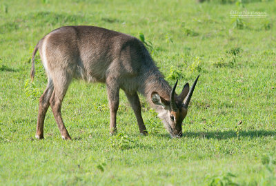 Ellips Waterbuck - Ellips Waterbok - Kobus ellipsiprymnus ellipsiprymnus