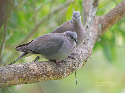 Kaapse Tortel - Ring-necked Dove - Streptopelia capicola