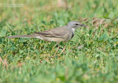 Kaapse Kwikstaart - Cape Wagtail - Motacilla capensis