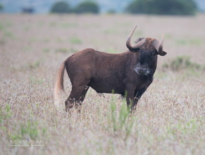 Witstaartgnoe - Black wildebeest - Connochaetes gnou