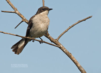 Klauwiervliegenvanger - Fiscal Flycatcher - Sigelus silens