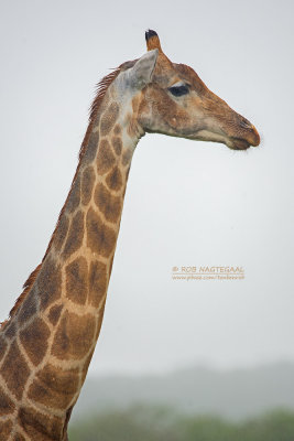 Kaapse giraffe - South African giraffe - Giraffa camelopardalis giraffa