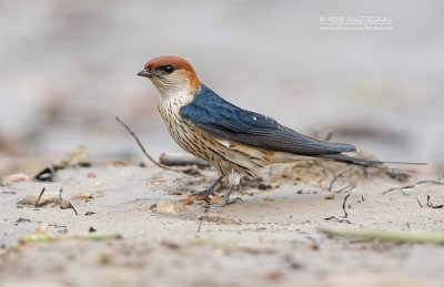 Kaapse Zwaluw - Greater Striped-Swallow - Cecropis cucullata