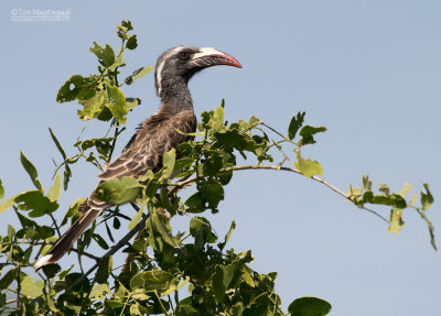 Grijze tok - African grey hornbill - Lophoceros nasutus