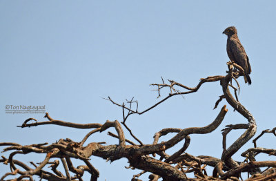Bruine Slangenarend - Brown Snake-eagle - Circaetus cinereus