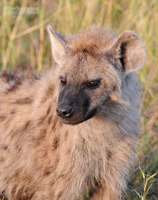 Gevlekte Hyena - Spotted Hyena - Crocuta crocuta