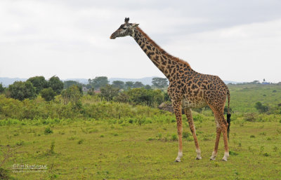 Masai giraf - Masai giraffe - Giraffa camelopardalis tippelskirchi