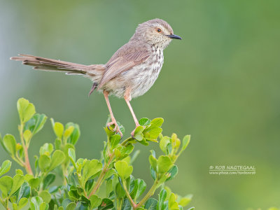 Cisticola's and Allies 