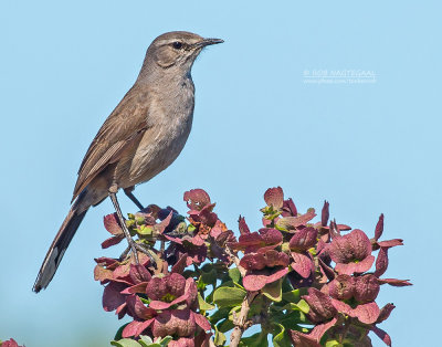 Karoowaaierstaart - Karoo Scrub-Robin - Cercotrichas coryphoeus