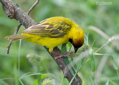 Dottergele wever - Vitelline Masked Weaver - Ploceus vitellinus