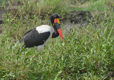 Zadelbekooievaar - Saddle-billed stork - Ephippiorhynchus senegalensis