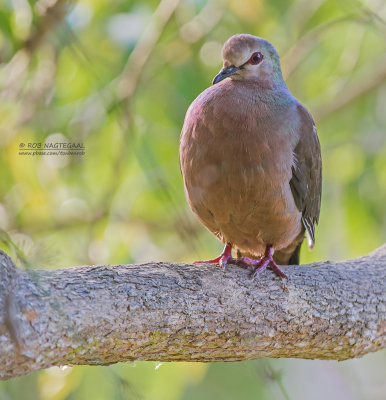 Kaneeltortel - Eastern Lemon Dove - Aplopelia larvata
