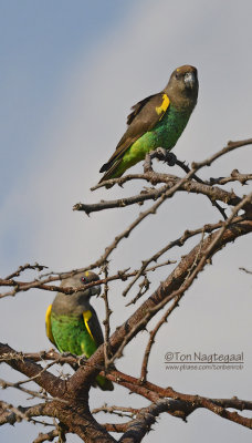 Meyers papegaai - Brown Parrot - Poicephalus meyeri