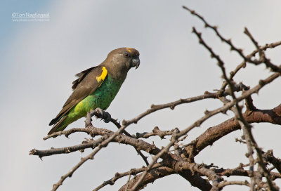 Meyers papegaai - Brown Parrot - Poicephalus meyeri