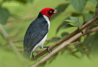 Zwartkeelkardinaal - Red-capped Cardinal - Paroaria gularis