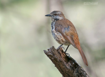 Gevlekte Palmlijster - Spotted Morning-Thrush - Cichladusa guttata